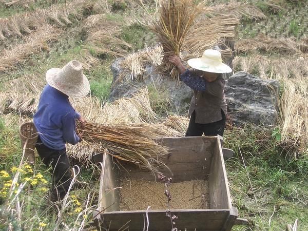 Local Rice Farmers