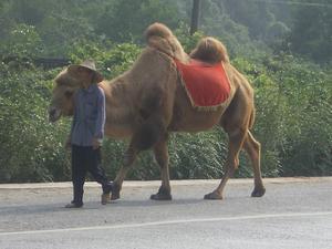 Camel in Yangshou.....not what you'd expect!
