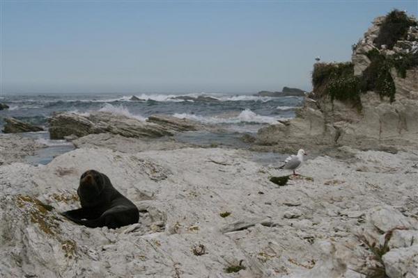 Kaikoura Seal Colony