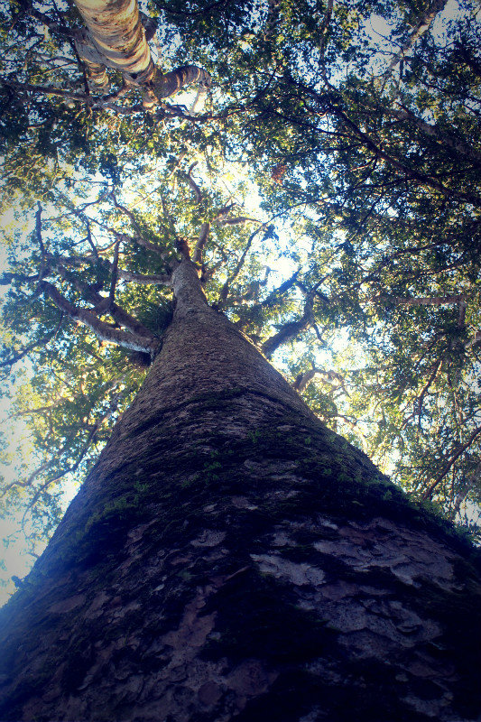 Kauri Tree, Far North