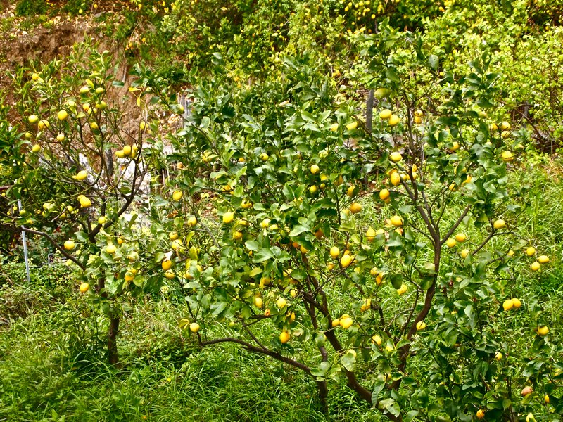 lemon trees on the hike