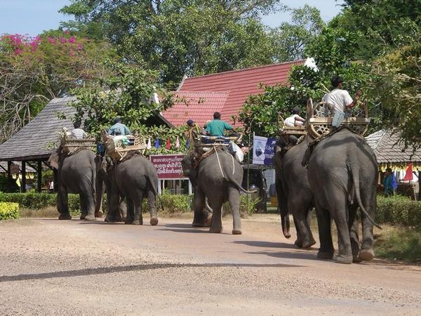 Elephants in Champasak