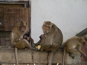 Monkeys at Monkey Mountain, near Hua Hin