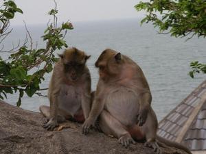 Monkeys at Monkey Mountain, near Hua Hin