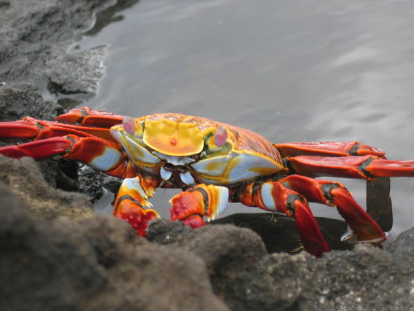 Crab anyone?