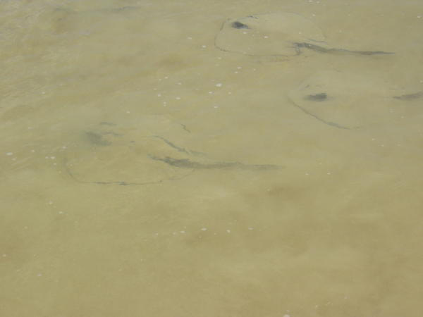 Look carefully.... Sting Rays are about