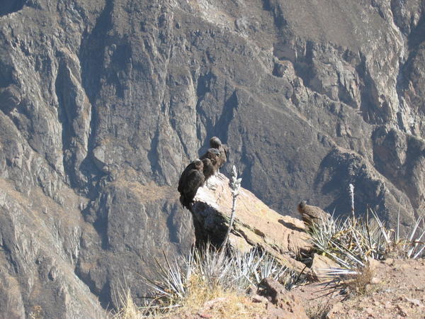Resting Condors
