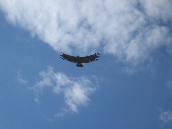 Condor taking flight