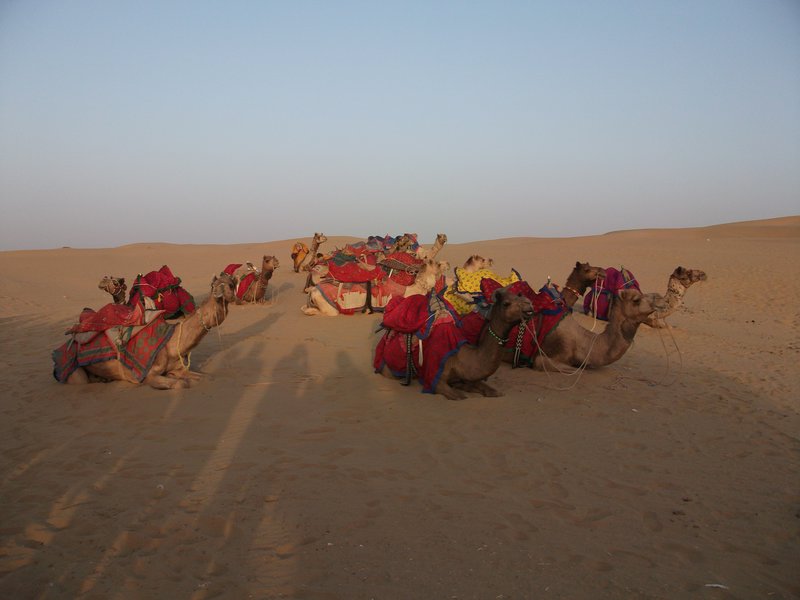 Camels chilling