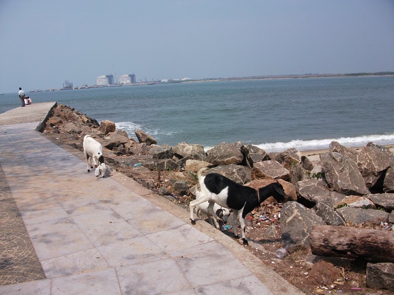 Goats chilling by the beach in Cochin