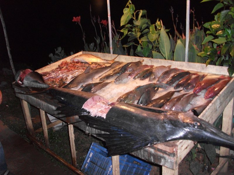 Evening fish selection, huge fish is a blue marlin