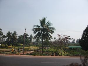 The nursery gardens in Andhra Pradesh