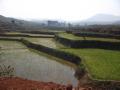 Rice paddies in Orissa