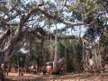 Our truck under a huge banyan tree in a tribal village