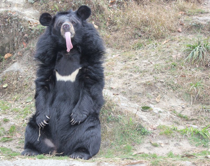 An asian brown bear, love his/her tongue!