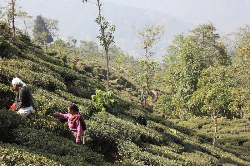 Tea plantation on walk from Darjeeling to Karmi Farm 2