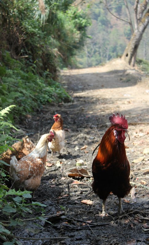 Chickens on walk from Darjeeling to Karmi Farm