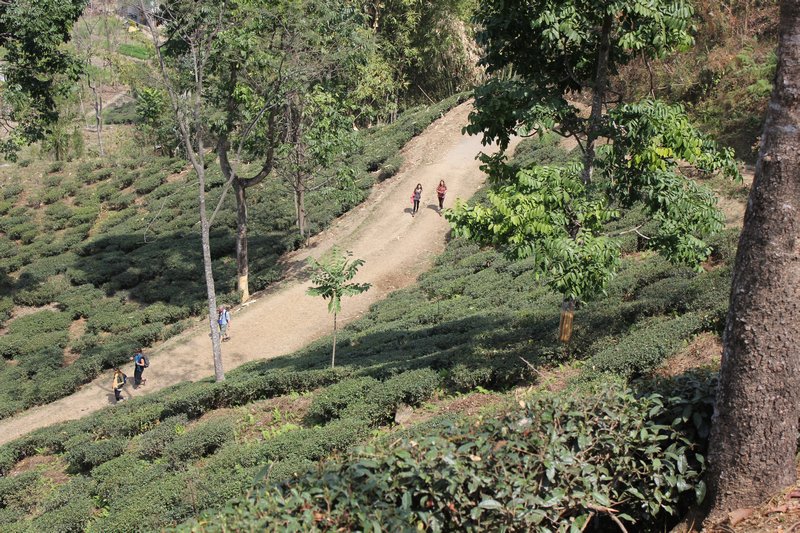 The road we walked on the walk from Darjeeling to Karmi Farm