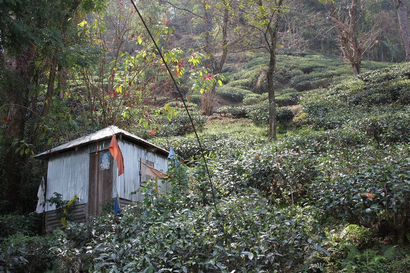 Pretty tea plantation scene