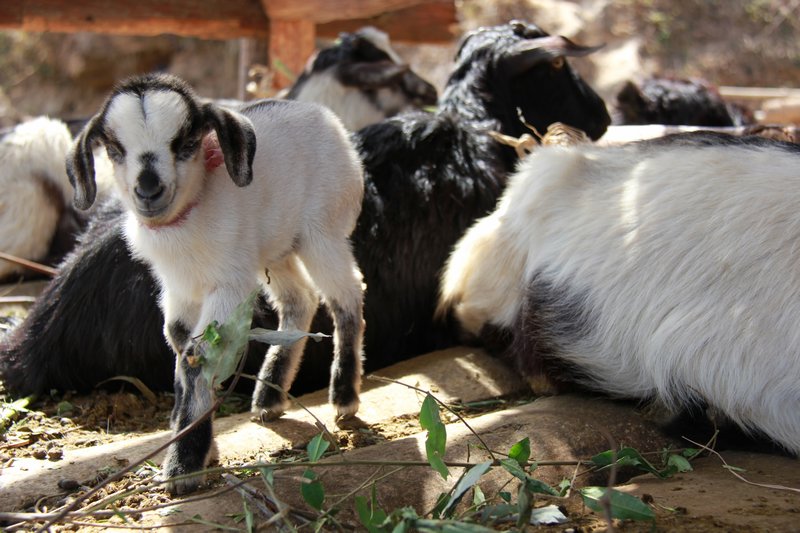 Goats!