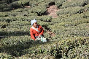 Tea plantation on walk from Darjeeling to Karmi Farm