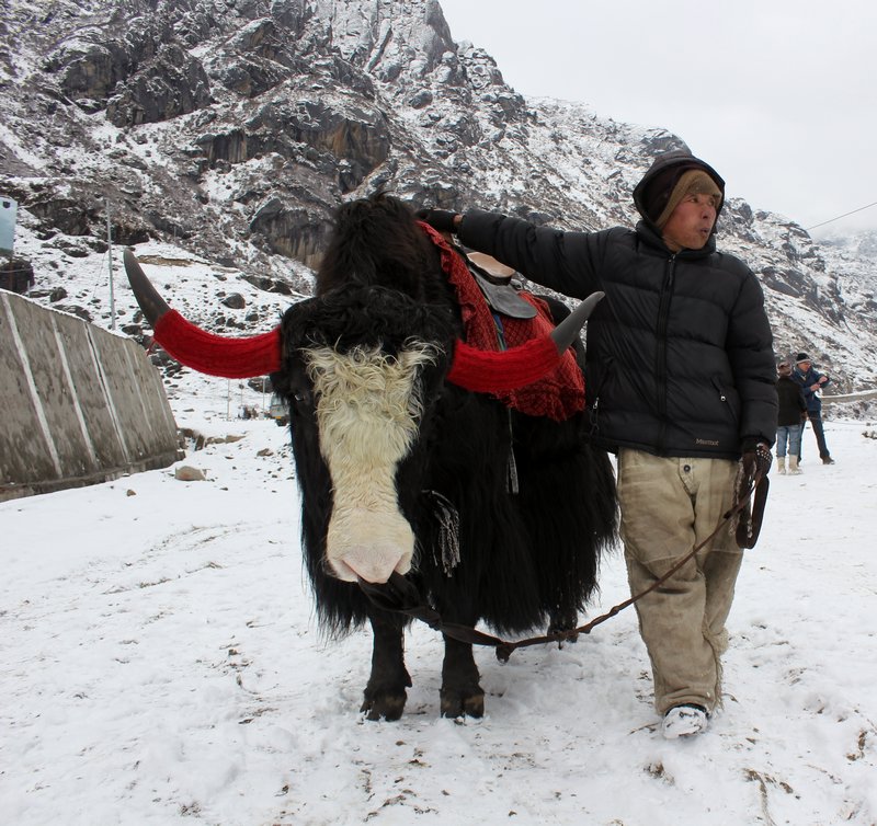 My Yak and his guide