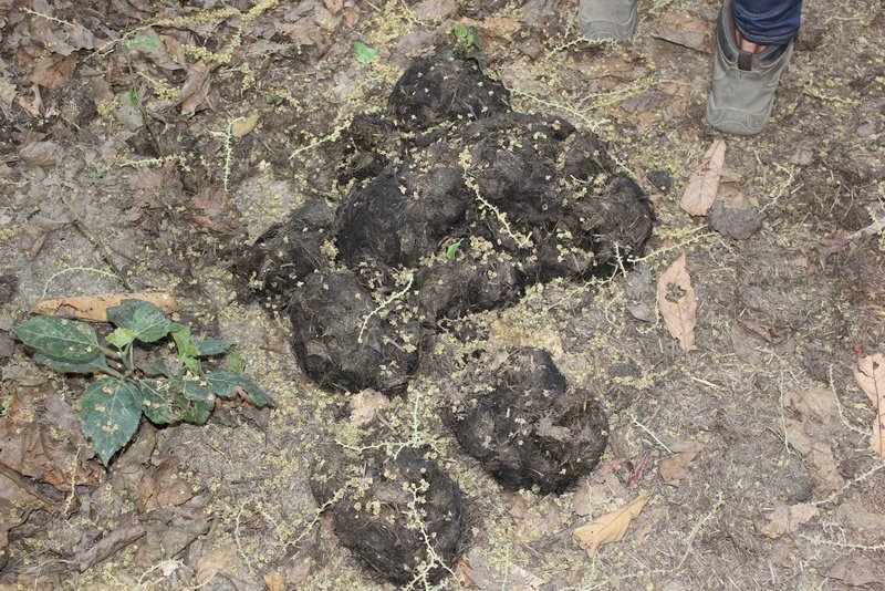Rhino poo, about the most exciting thing we saw on our walking safari at Chitwan