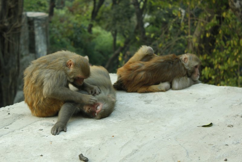 Ahh Monkeys grooming each other at Monkey Temple