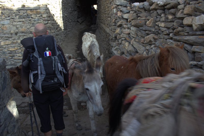 Leaving Manang village and encountering a Donkey Caravan