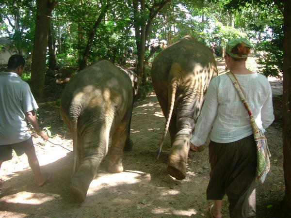 Caroline following the two young elephants back