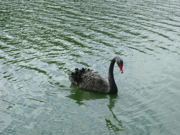 Black swan!