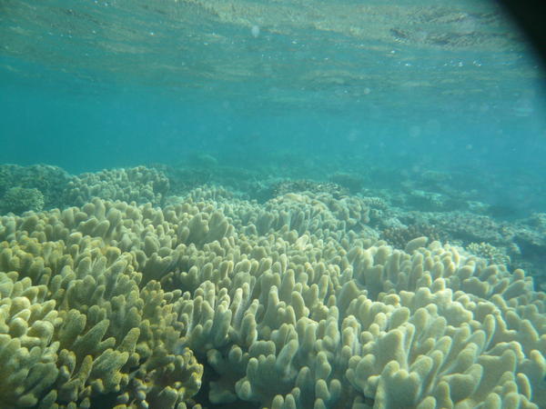 Coral | Photo
