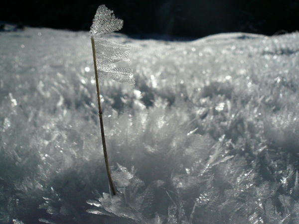 Example of the beautiful Ice Crystals 