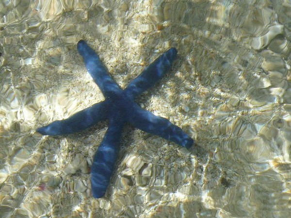  Starfish in the sea