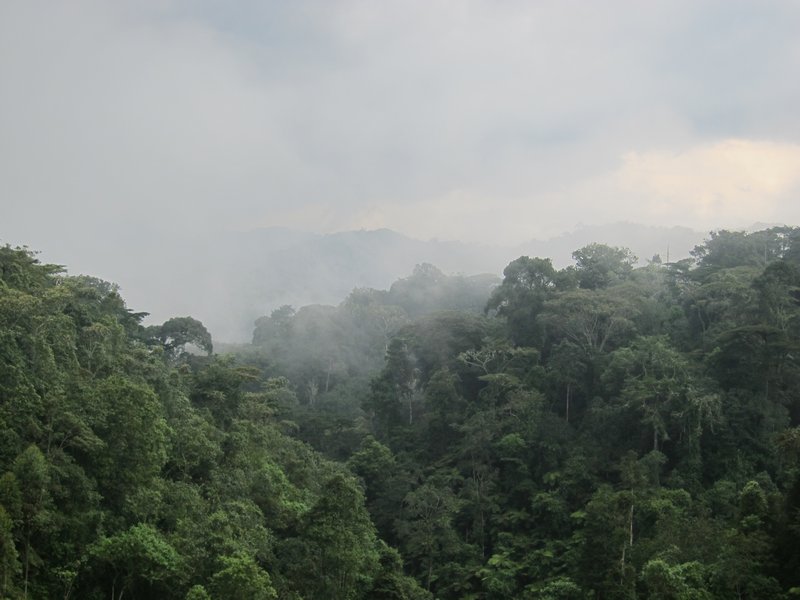 Another Rainforest Scene