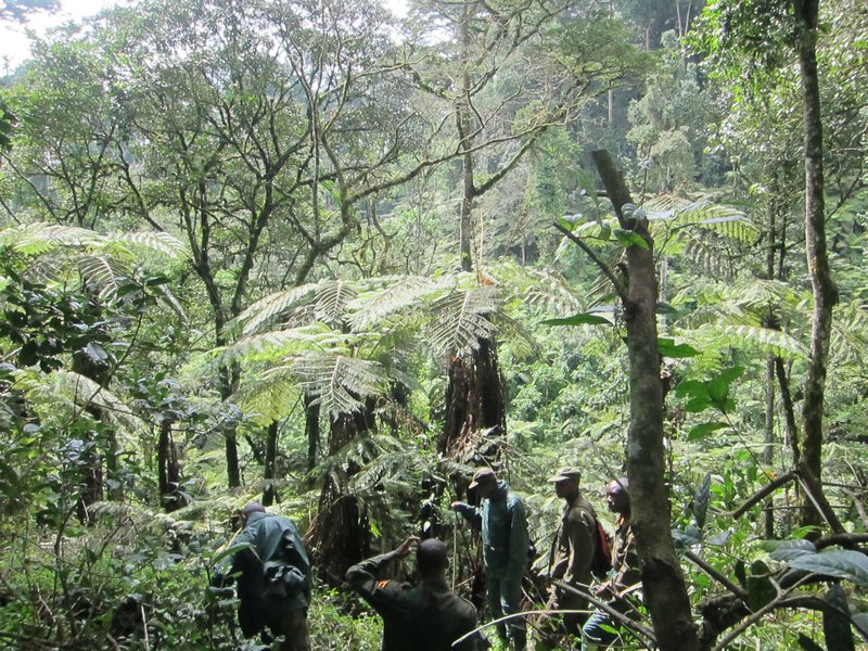 Rainforest Scene