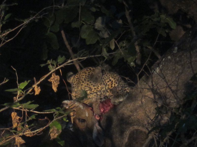 Leopard Eating Prey
