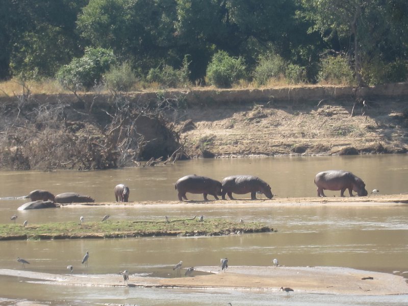 Hippos from Camp