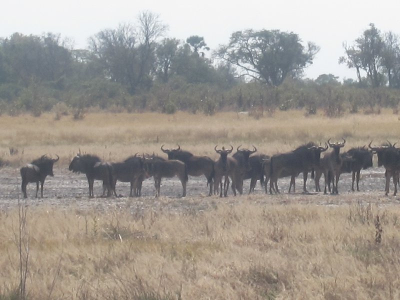 Herd of Wildebeest