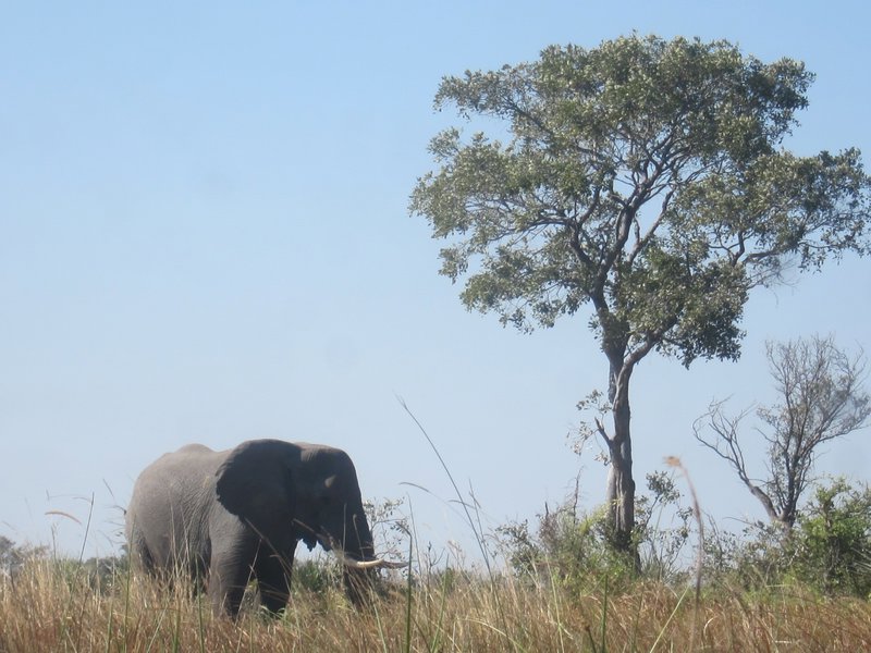 Elephant in Delta