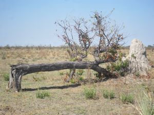 Tree Destroyed by Elelphant