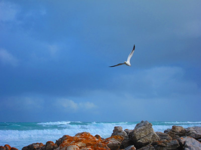 Seagull at Agulhas