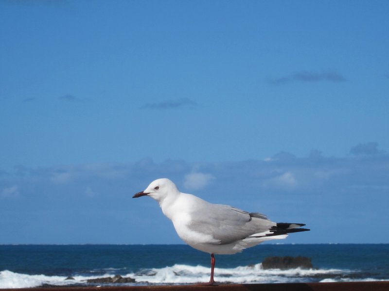 Seagull at Gansbaai