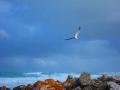 Seagull at Agulhas
