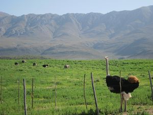 Ostrich at Swartberg Pass