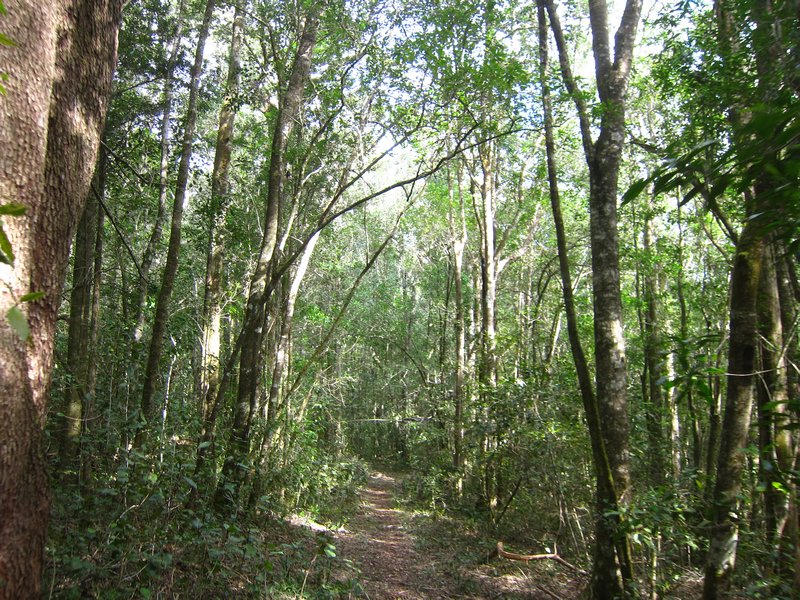 Big Tree Trail