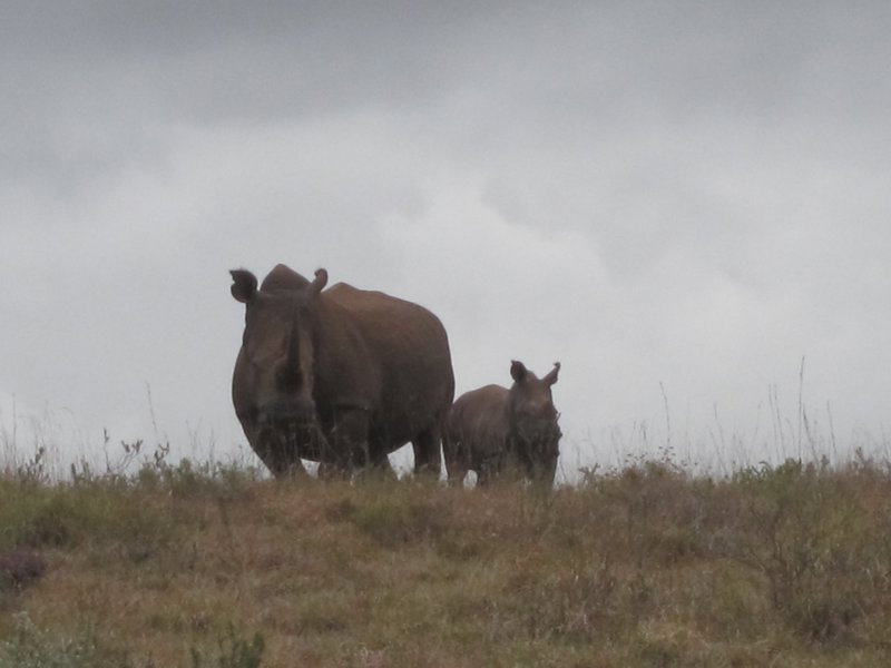 White Rhino & Baby