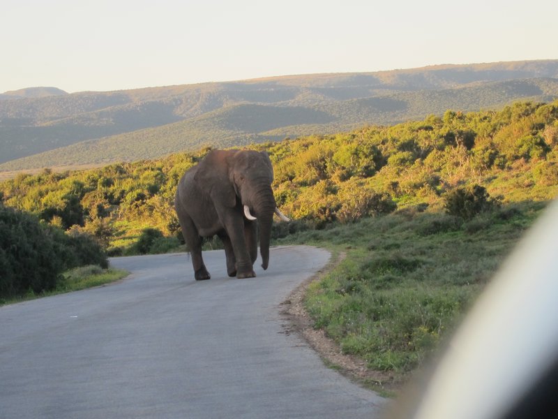 Bull Elephant Coming at us