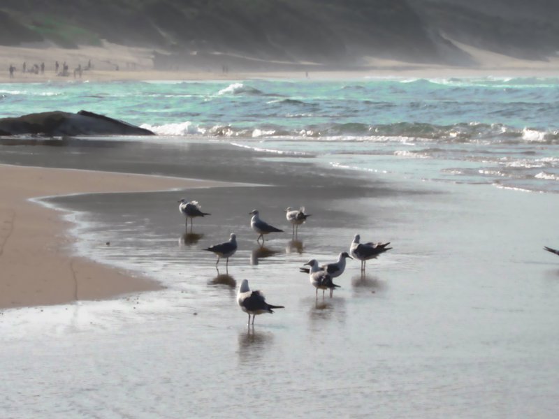 Seagulls at Cape Vidal