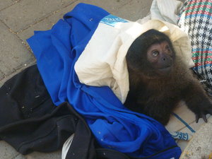 Tony the Monkey in Huaraz